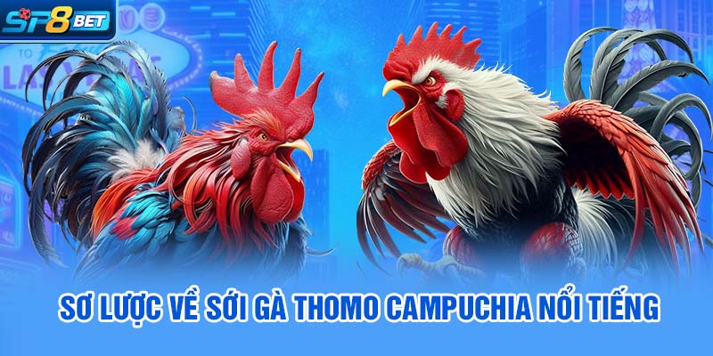 Sơ lược về sới gà Thomo Campuchia nổi tiếng