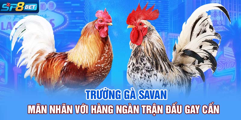 Đánh giá ưu điểm của trường đá gà Savan